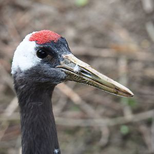 Red-crowned crane (Grus japonensis), 2019-05-25