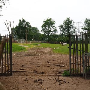 Dwarf zebu - Miniature donkey pasture, 2019-05-25