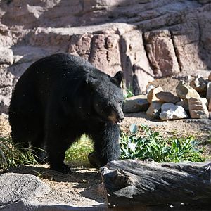 American Black Bear