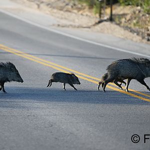Collared Peccaries (wild)