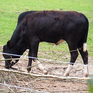 Dwarf zebu (Bos taurus indicus), 2019-05-25
