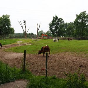 Dwarf zebu - Miniature donkey pasture, 2019-05-25