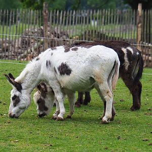 Miniature donkeys (Equus africanus asinus), 2019-05-25