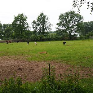 Dwarf zebu - Miniature donkey pasture, 2019-05-25