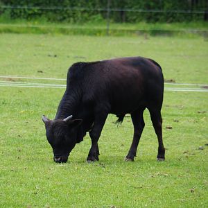 Dwarf zebu (Bos taurus indicus), 2019-05-25