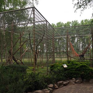 Colombian black spider monkey exhibit, 2019-05-25
