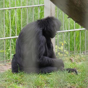 Colombian black spider monkey (Ateles fusciceps rufiventris), 2019-05-25