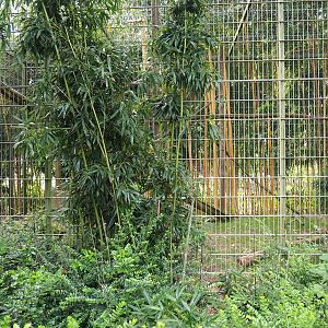 Black howler monkey exhibit, 2019-05-25