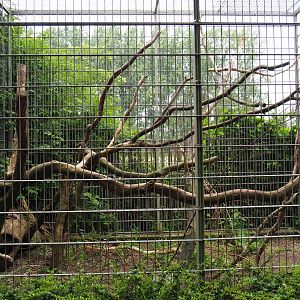 Moluccan cockatoo aviary, 2019-05-25