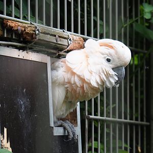 Moluccan cockatoo (Cacatua moluccensis), 2019-05-25