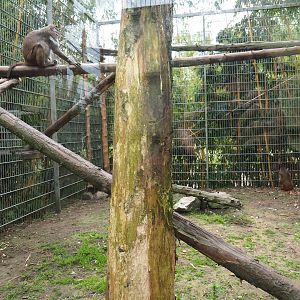 Rhesus macaque exhibit, 2019-05-25