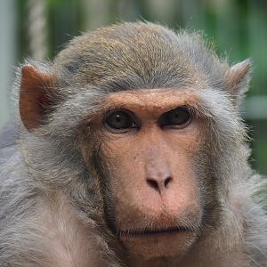 Rhesus macaque (Macaca mulatta), 2019-05-25