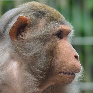 Rhesus macaque (Macaca mulatta), 2019-05-25