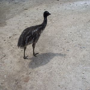 Emu