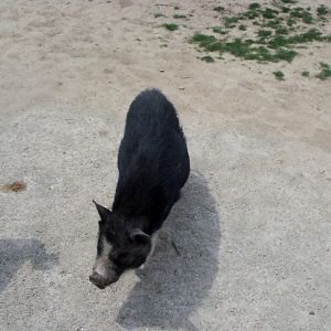Pig
