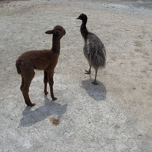 Emu and Alpaca