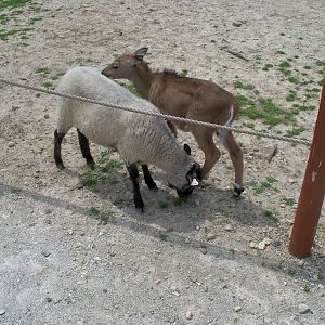 Sheep and Nilgai