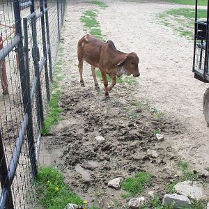 Brahman Cattle