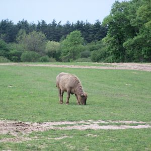 Domestic Water Buffalo (Which species is this)