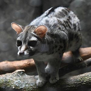 Small-Spotted Genet