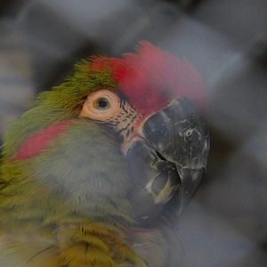 Red Fronted Macaw