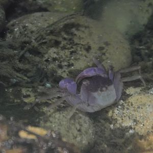 Vampire Crab