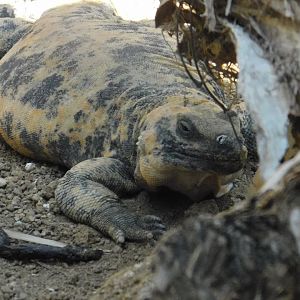 San Esteban Chuckwalla