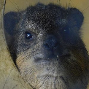 Cape Rock Hyrax