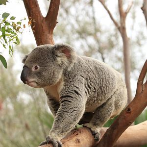 Koala (June 2019)