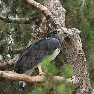 Harpie Eagle  (June 2019)