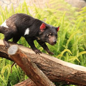 Tasmanian devil (June 2019)