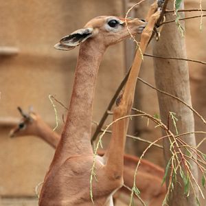 Gerenuk  (June 2019)