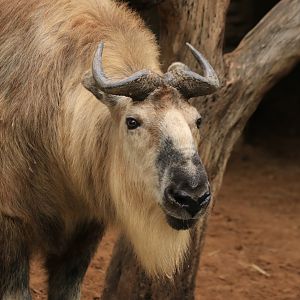 Sichuan takin  (June 2019)