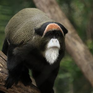 Brazza's monkey (June 2019)