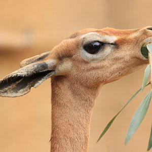 Gerenuk (June 2019)