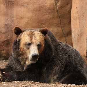 Grizzly bear (June 2019)