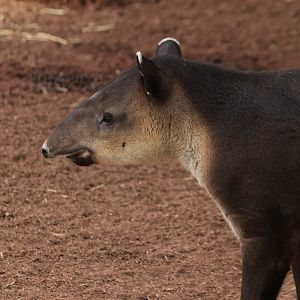 Baird's tapir (June 2019)