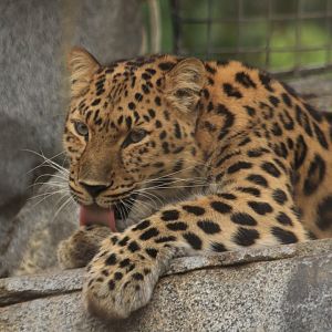 Amur leopard (June 2019)