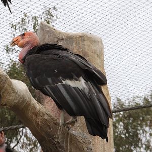 Californian condor (June 2019)