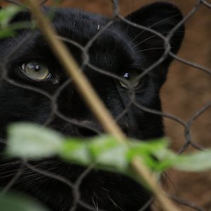 Black panther (June 2019)