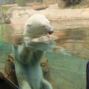 Polar bear (June 2019)