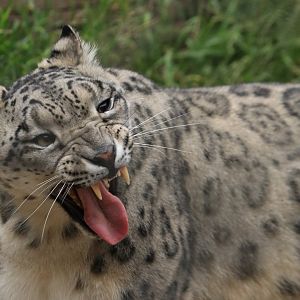 Snowleopard (June 2019)