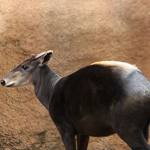 Yellow-backed duiker (June 2019)