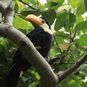 Giant toucan (June 2019)
