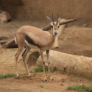 Speke‘s gazelle (June 2019)