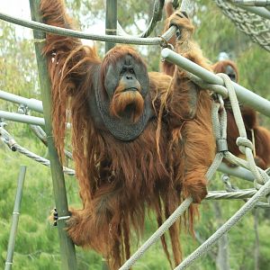 Sumatran orang-utan (June 2019)