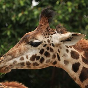 Masai giraffe (June 2019)