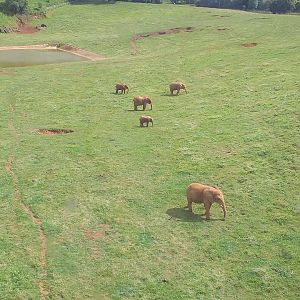 African elephants from the cable car-Cabarceno (2019)