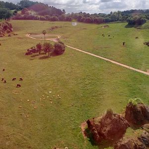 African elephants, water buffalos and Kaufe lechwes-Cabarceno (2019)