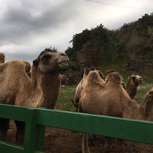 Bactrian camel-Cabarceno 2019 (2)